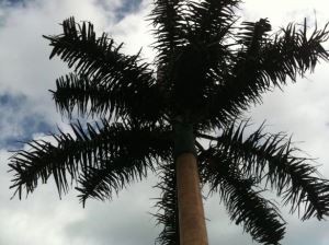 Menara Pine Pine Communications yang terselindung