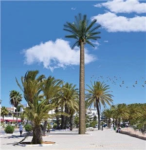 Penyembunyian Antena Wayarles Monopalm